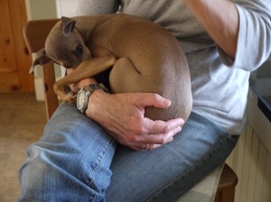 italian-greyhound-quality-lap-time
